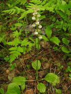 Image of common wintergreen