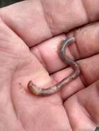 Image of Pasture Worm