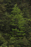 Image of Sikkim Larch