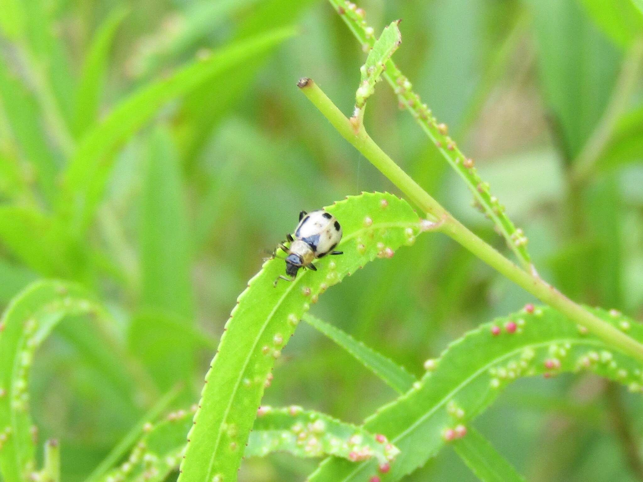 Sivun Cerotoma trifurcata (Forster 1771) kuva