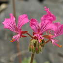 Image of Pelargonium endlicherianum Fenzl