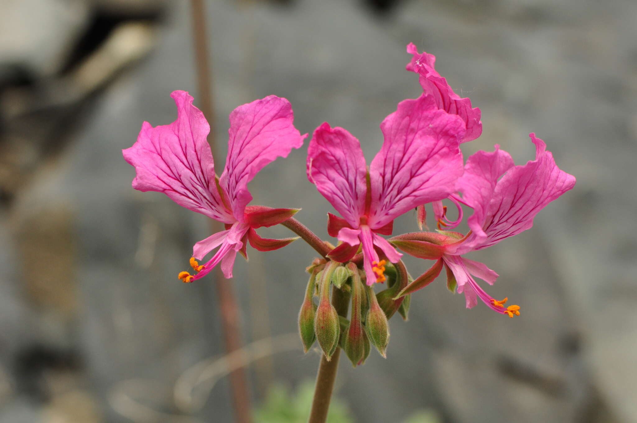 Image of Pelargonium endlicherianum Fenzl