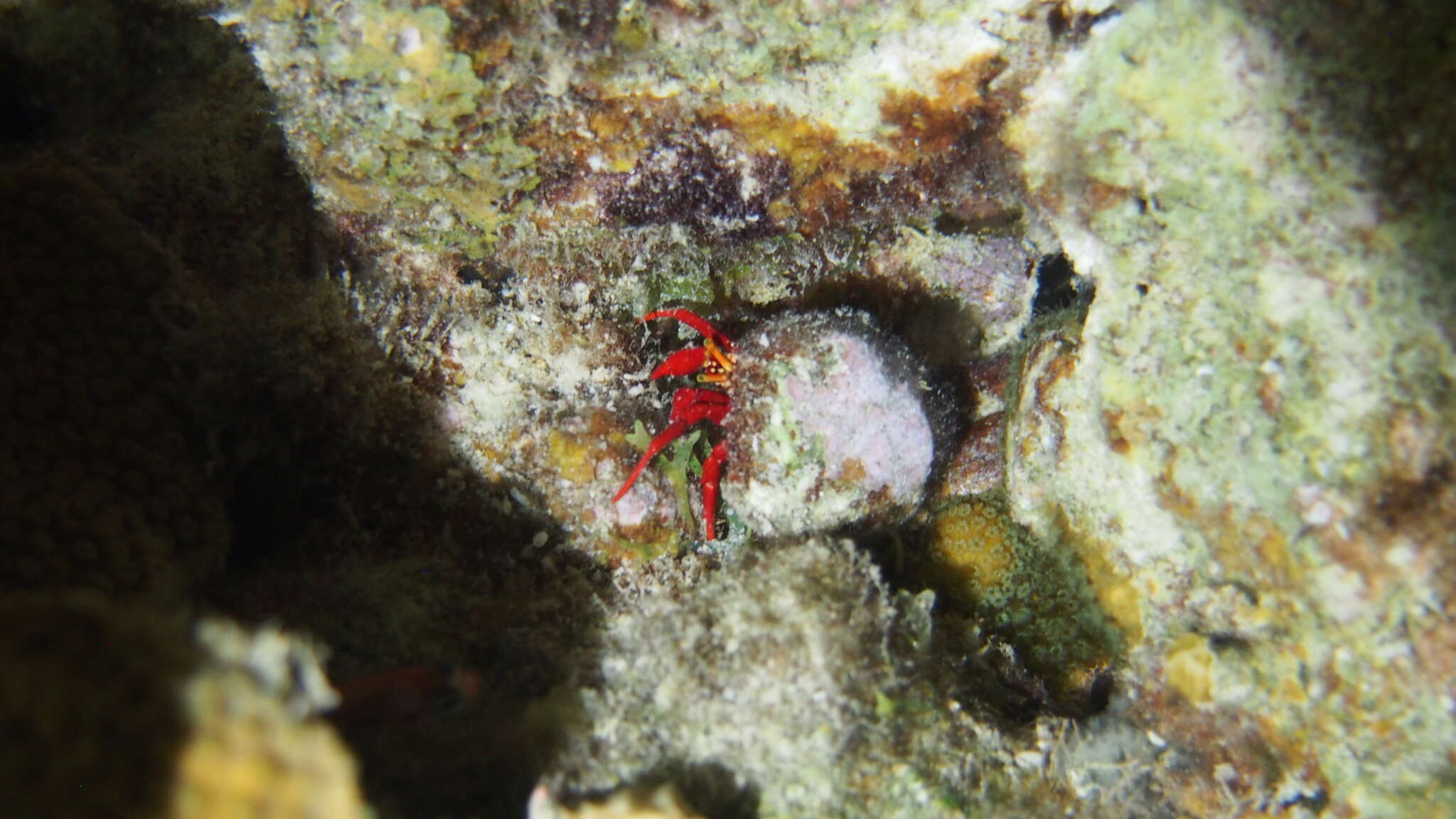 Image of red reef hermit crab