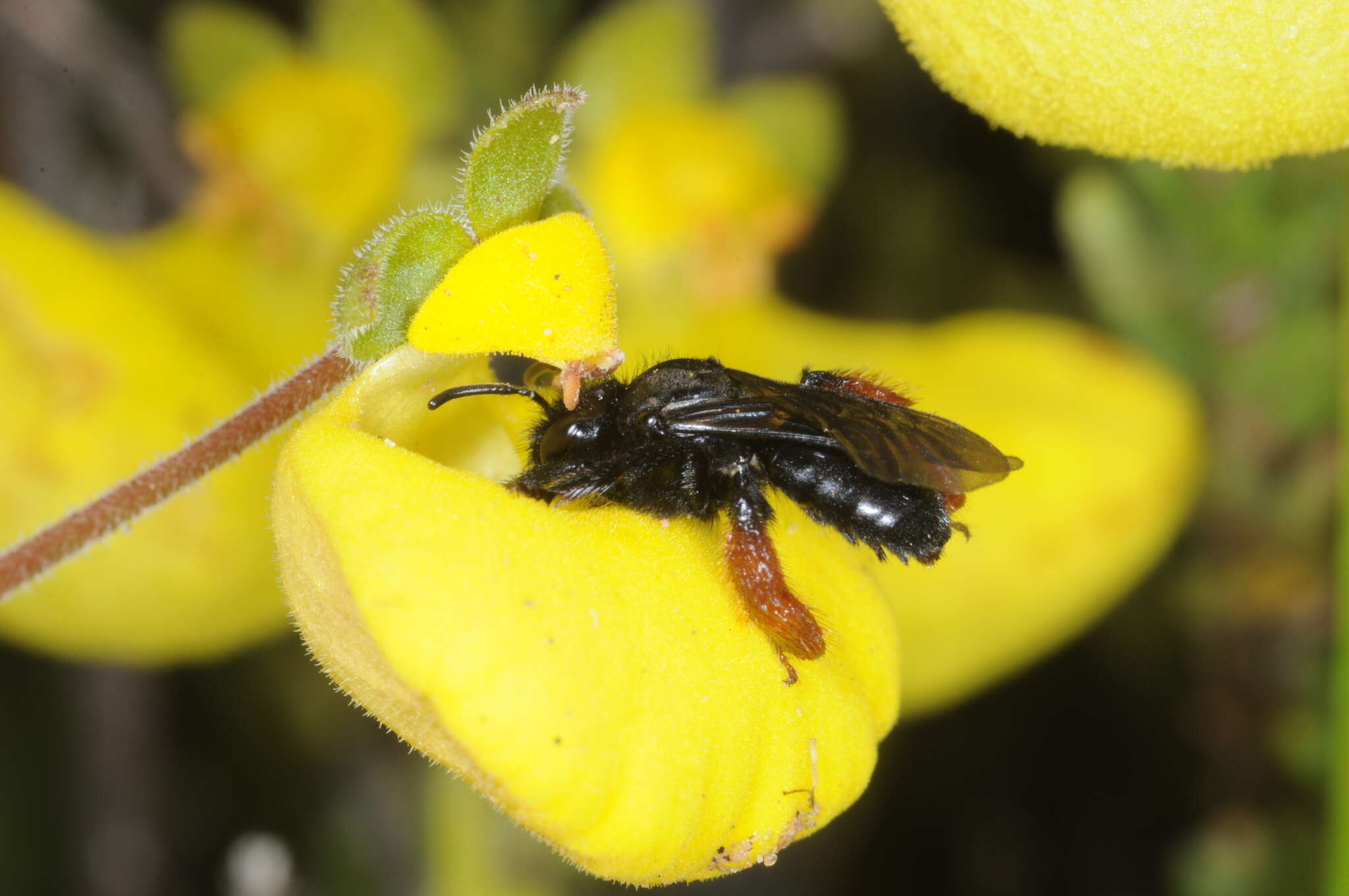 Image de Chalepogenus rufipes Roig-Alsina 1999