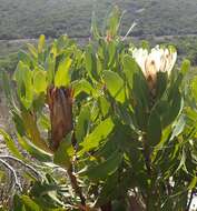 Plancia ëd Protea obtusifolia Buek ex Meissn.