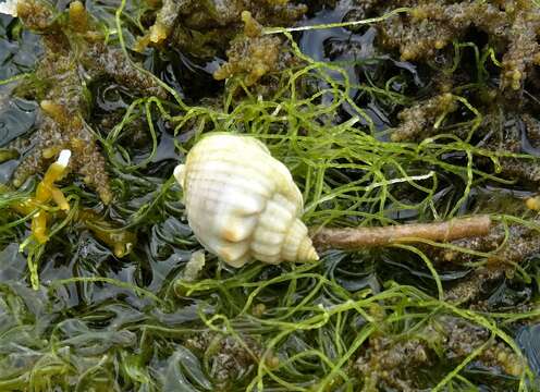 Image of Nassarius arcularia (Linnaeus 1758)