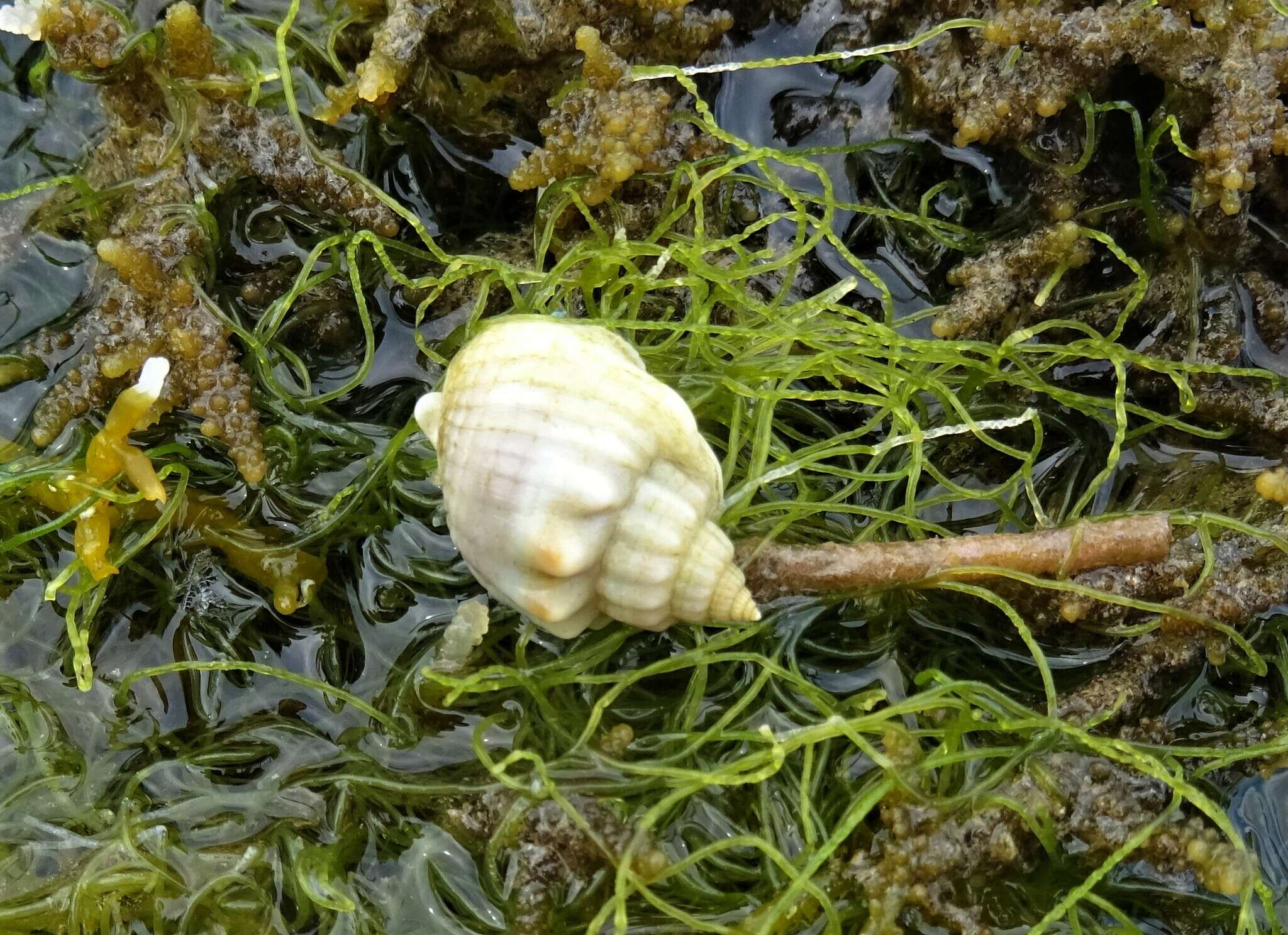 Image of Nassarius arcularia (Linnaeus 1758)