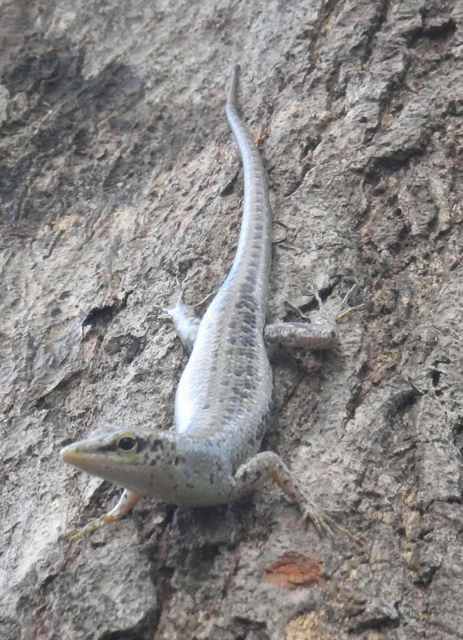 Image of Emerald Skink