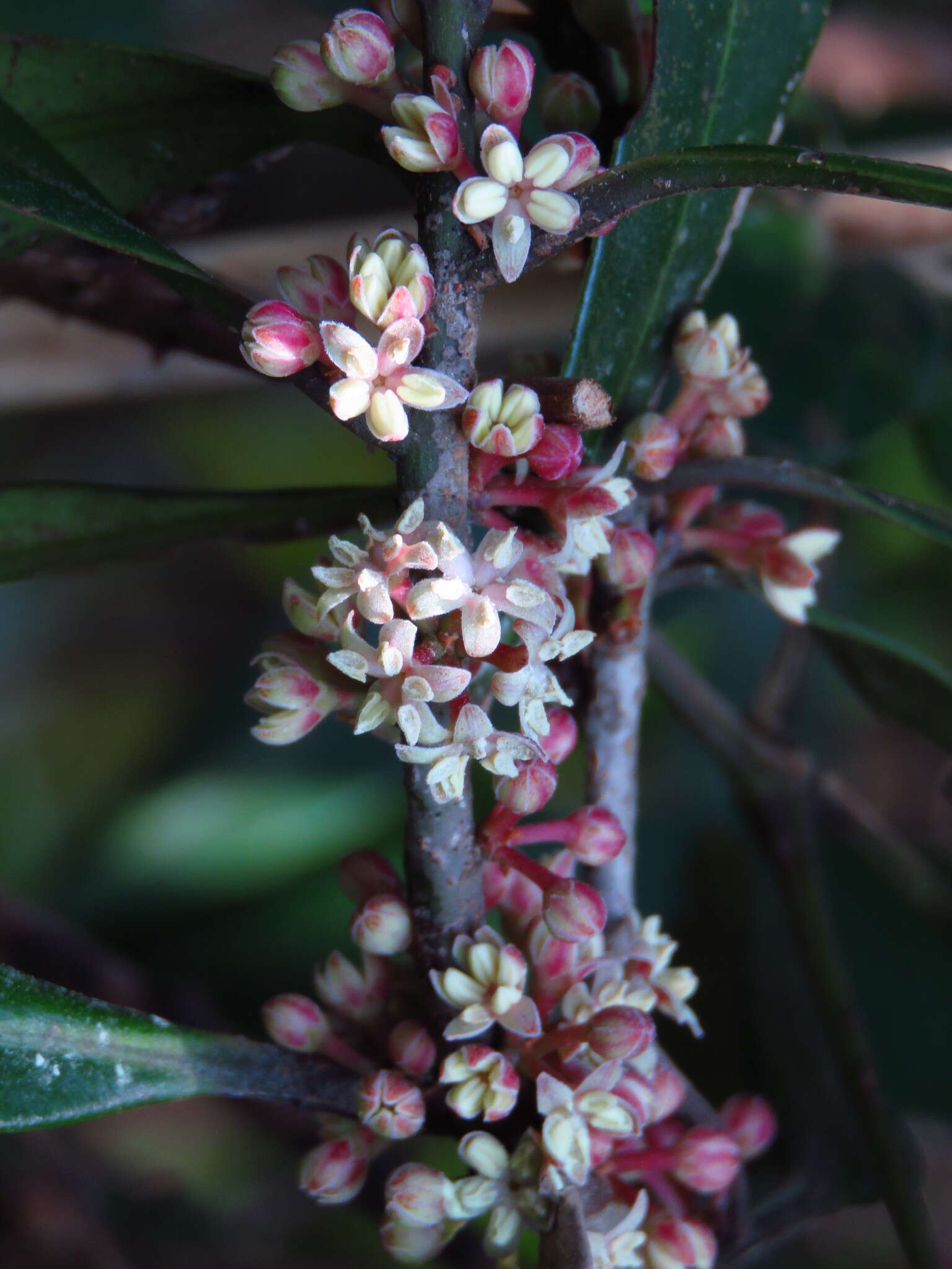 Image of Myrsine seguinii H. Lév.