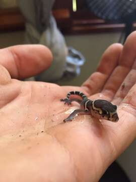 Image of Central American Banded Gecko