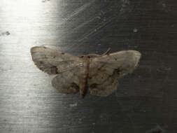 Image de Idaea chotaria Swinhoe 1886