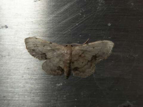 Image of Idaea chotaria Swinhoe 1886