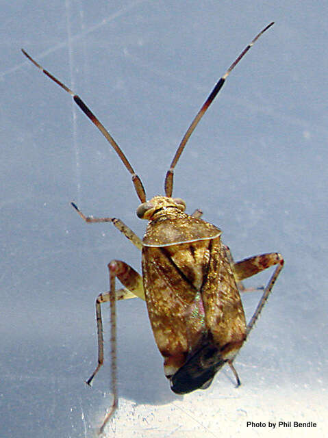 Image of Australian Crop Mirid