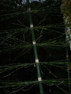Image of Southern Giant Horsetail
