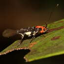 Слика од Coracistis erythrocosma Meyrick 1897