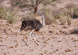 Image of South African Ostrich