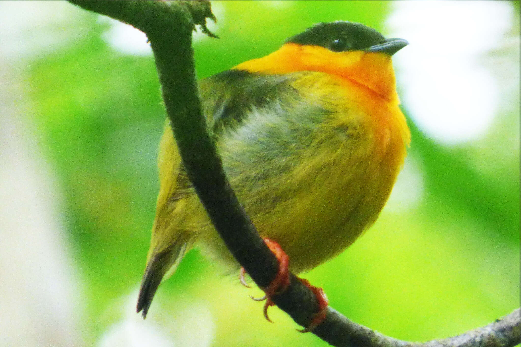 Image of Orange-collared Manakin