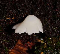 Image of Humidicutis mavis (G. Stev.) A. M. Young 2005