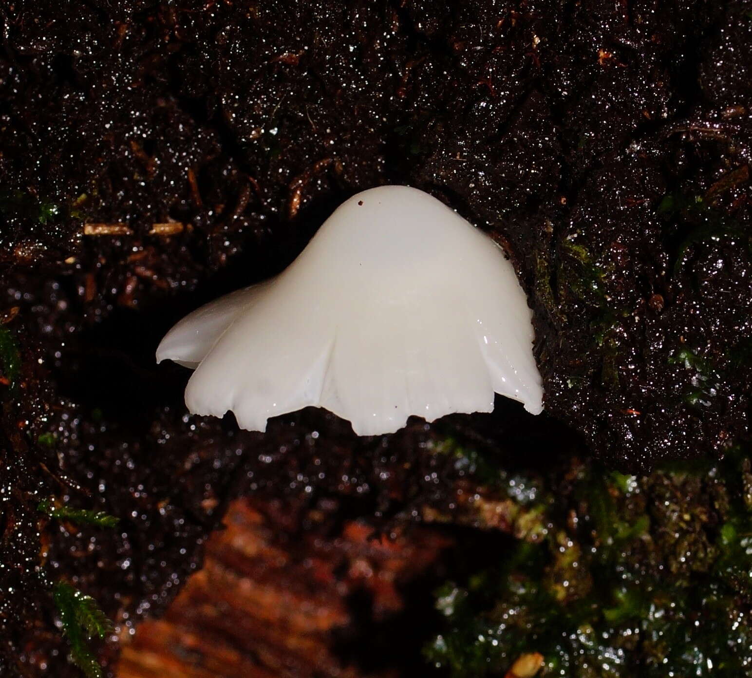 Image of Humidicutis mavis (G. Stev.) A. M. Young 2005