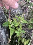 Image de Plectranthus rubropunctatus Codd