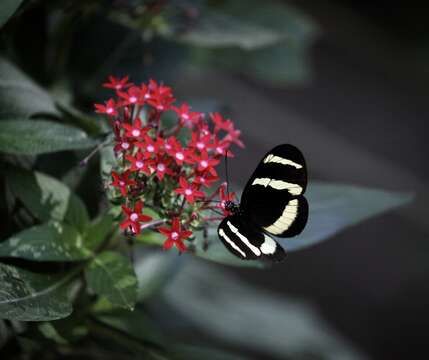 Image of Heliconius hewitsoni Staudinger 1875