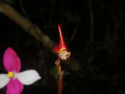 Image of Begonia betsimisaraka Humbert