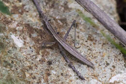 Слика од Yersiniops solitarius (Scudder 1896)