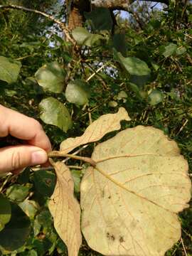 Imagem de Erythrina abyssinica DC.