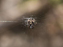 Image of Araneus grossus (C. L. Koch 1844)