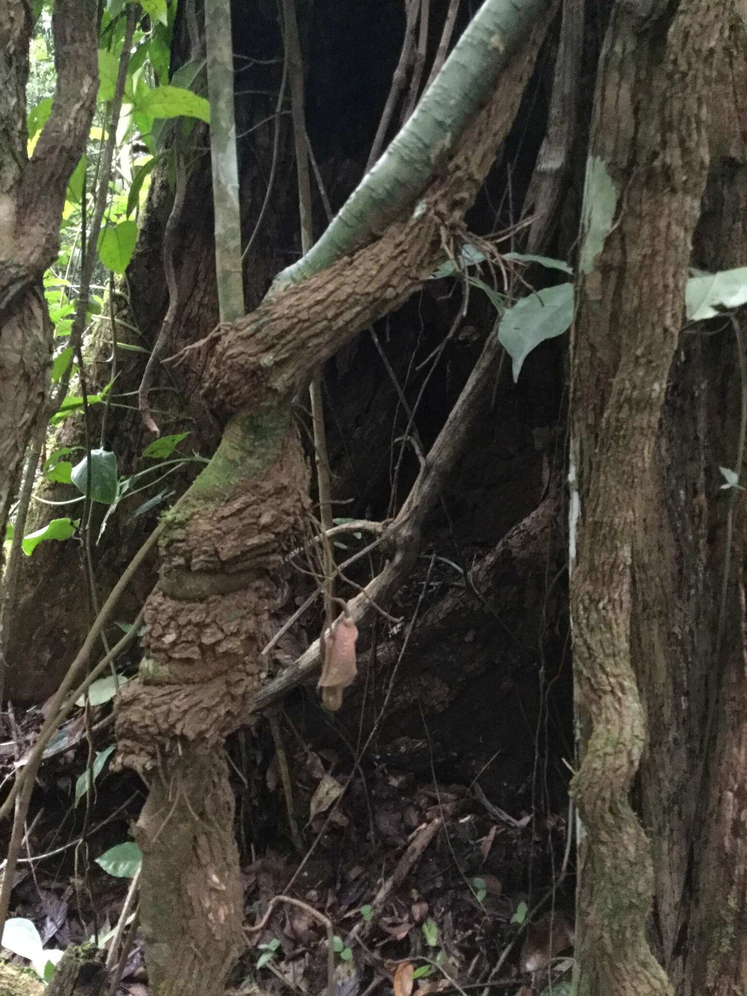 Image of Aristolochia paracleta H. W. Pfeifer