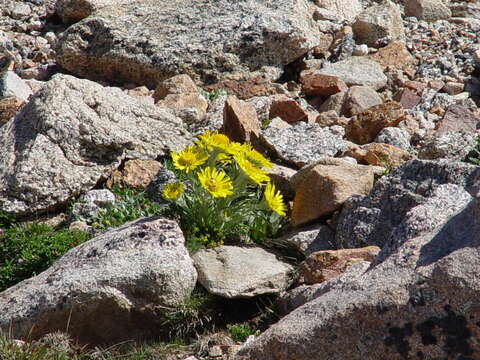 Image of graylocks four-nerve daisy