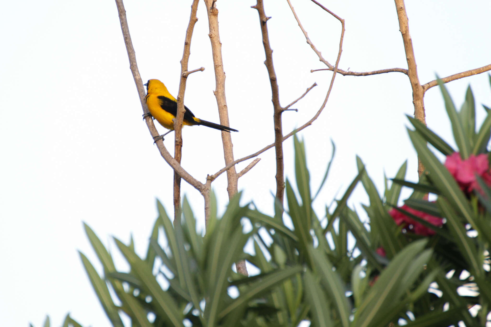 Image of Yellow-backed Oriole