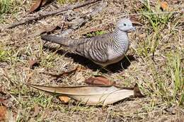 Image of Peaceful Dove