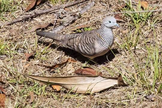 Image of Peaceful Dove