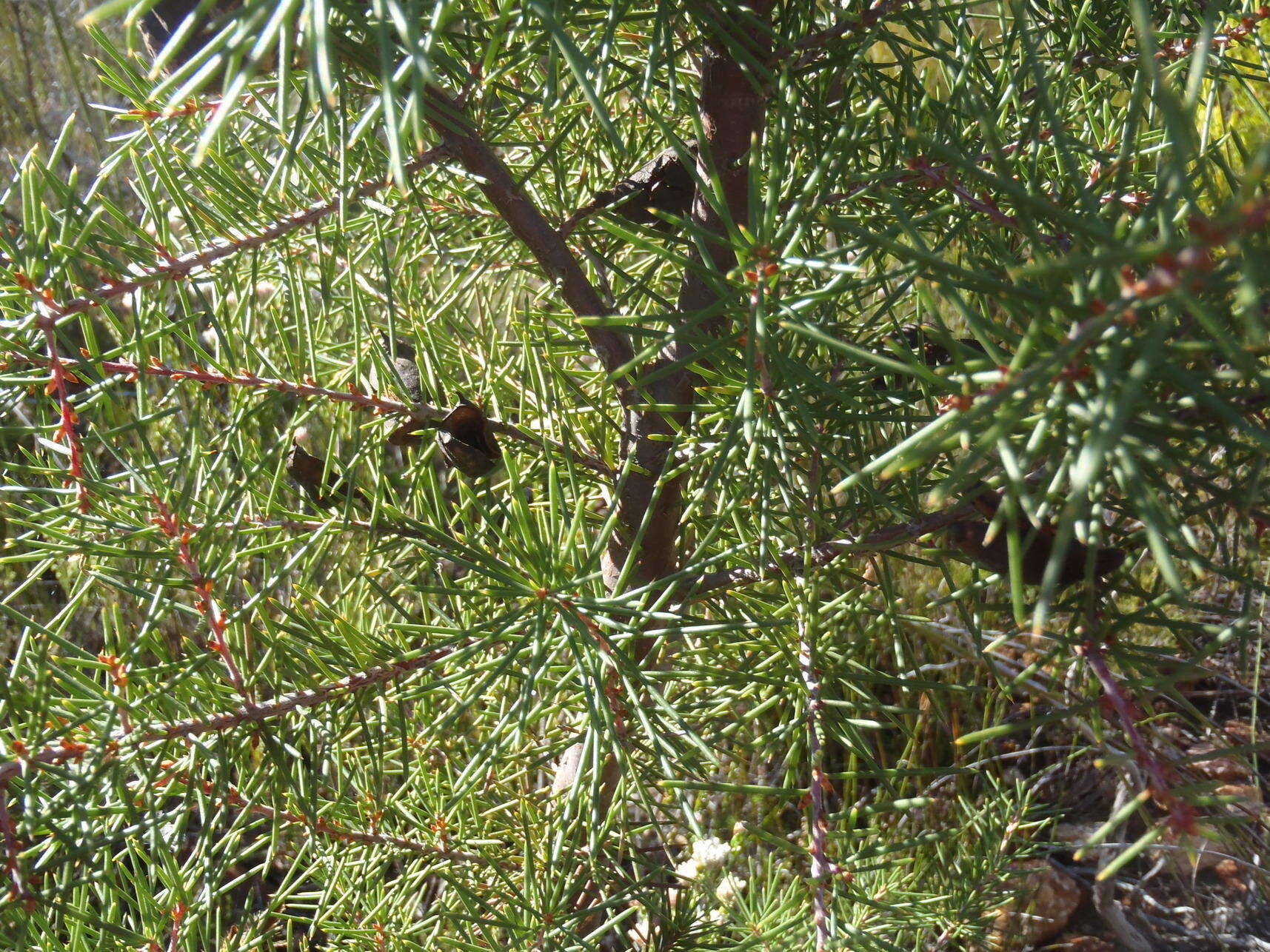 Image of Hakea sericea Schrad. & J. C. Wendl.