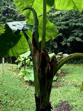 Image of tall elephant's ear