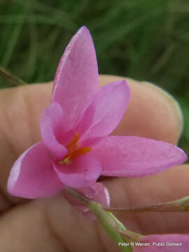 Plancia ëd Hesperantha baurii subsp. baurii