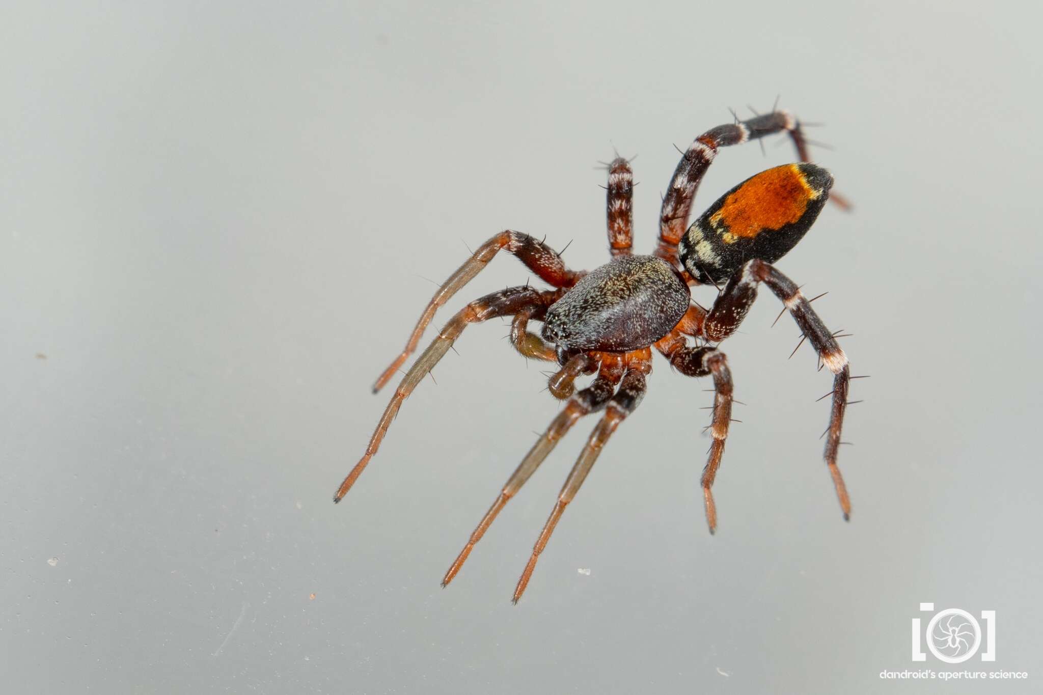 Image of Castianeira floridana (Banks 1904)