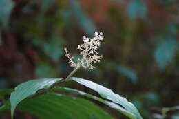 Imagem de Maianthemum harae Y. H. Tseng & C. T. Chao