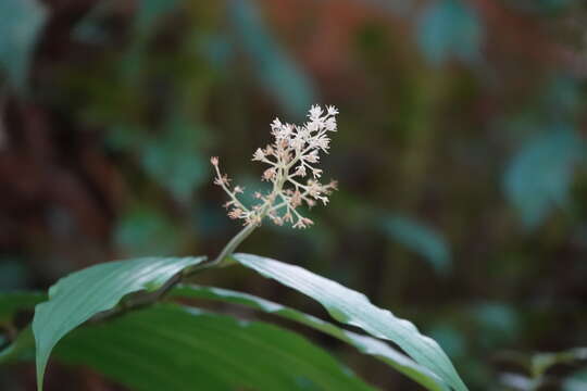 Imagem de Maianthemum harae Y. H. Tseng & C. T. Chao