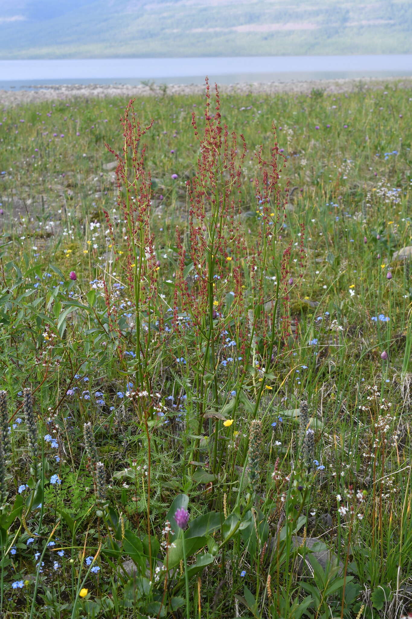 Image of Lapland Sorrel