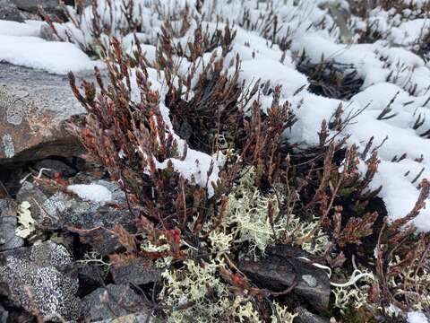 Imagem de Cassiope ericoides (Pall.) D. Don