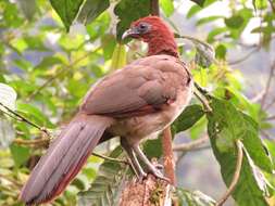 Image of Rufous-headed Chachalaca