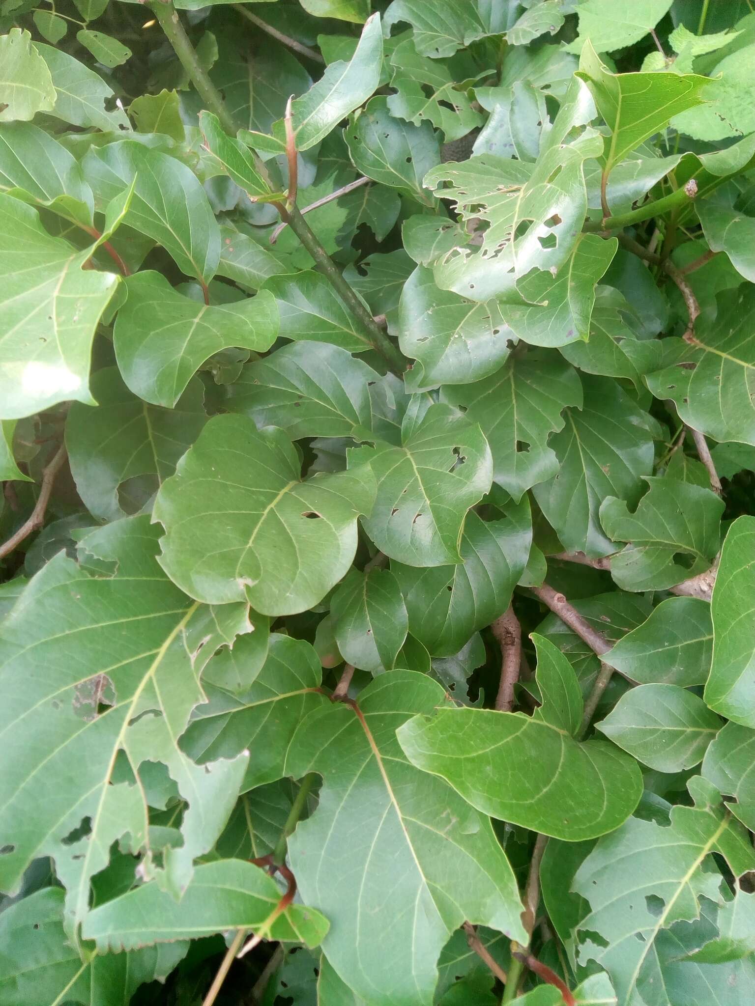 Image of Nauclea latifolia Sm.