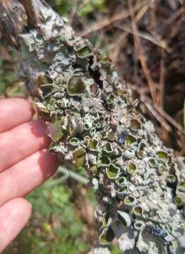 Image of Michaux's parmotrema lichen