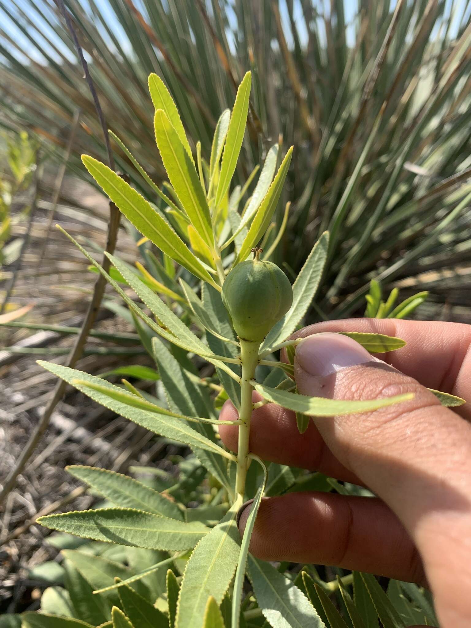 Image de Stillingia sylvatica subsp. sylvatica