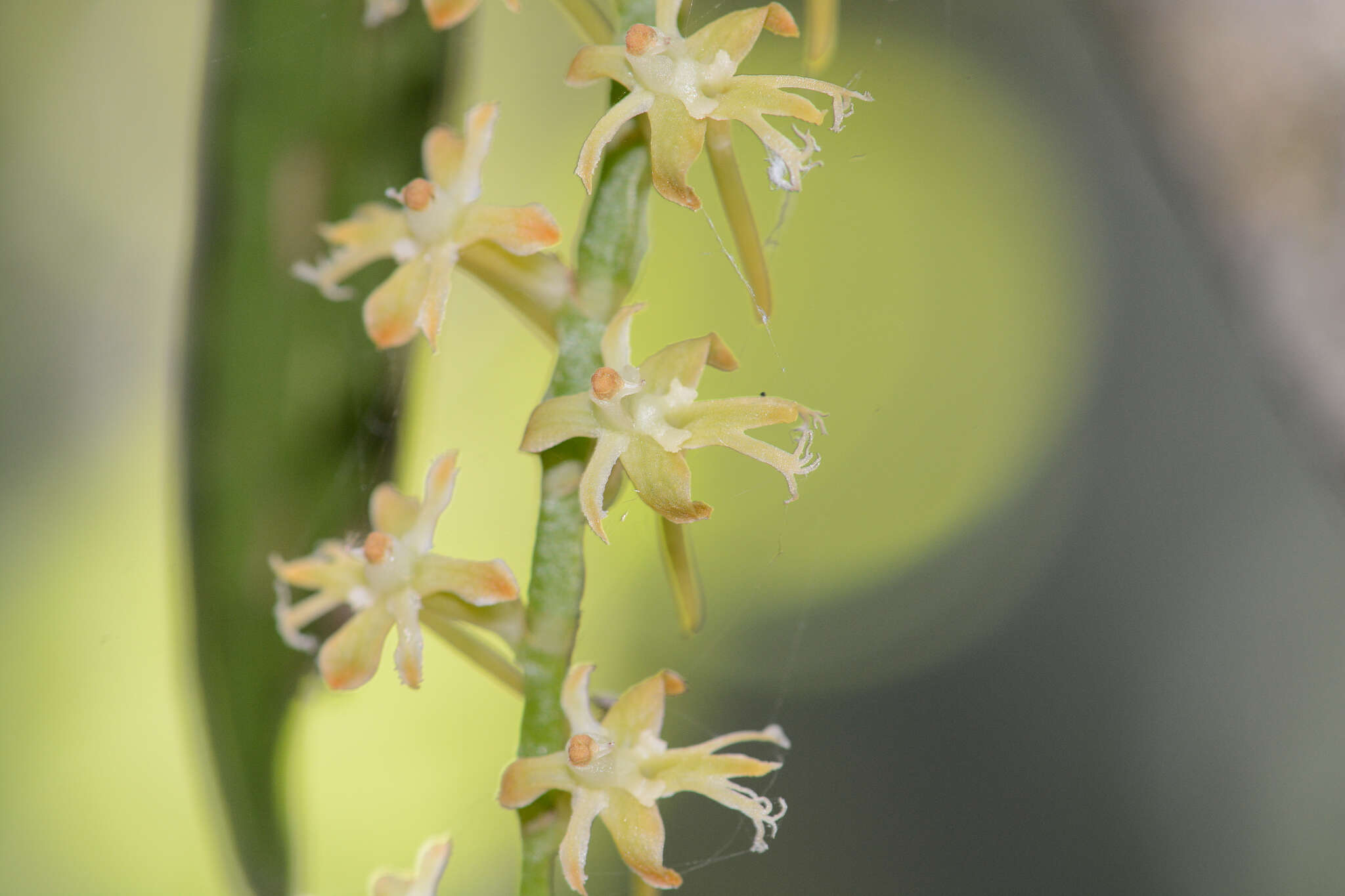 Image of Tridactyle bicaudata subsp. bicaudata