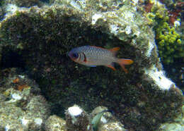 Image of Australian Squirrel-fish