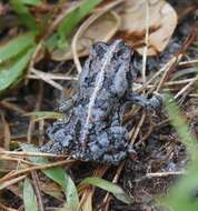 Image of Oak Toad