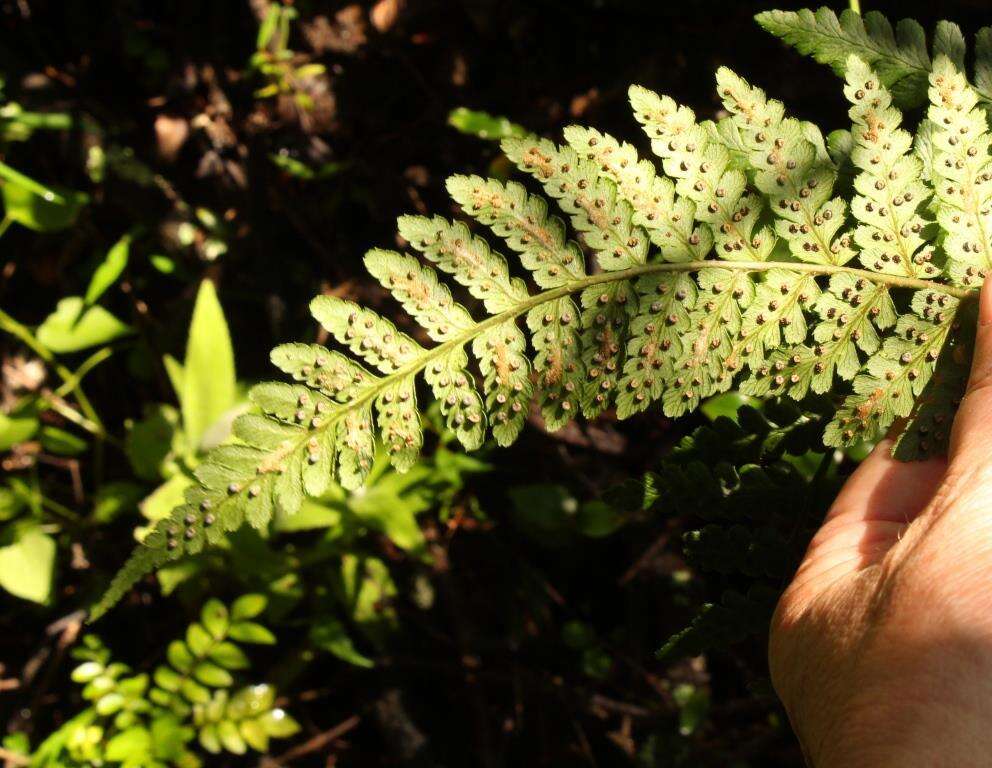 Imagem de Dryopteris inaequalis (Schltdl.) O. Kuntze